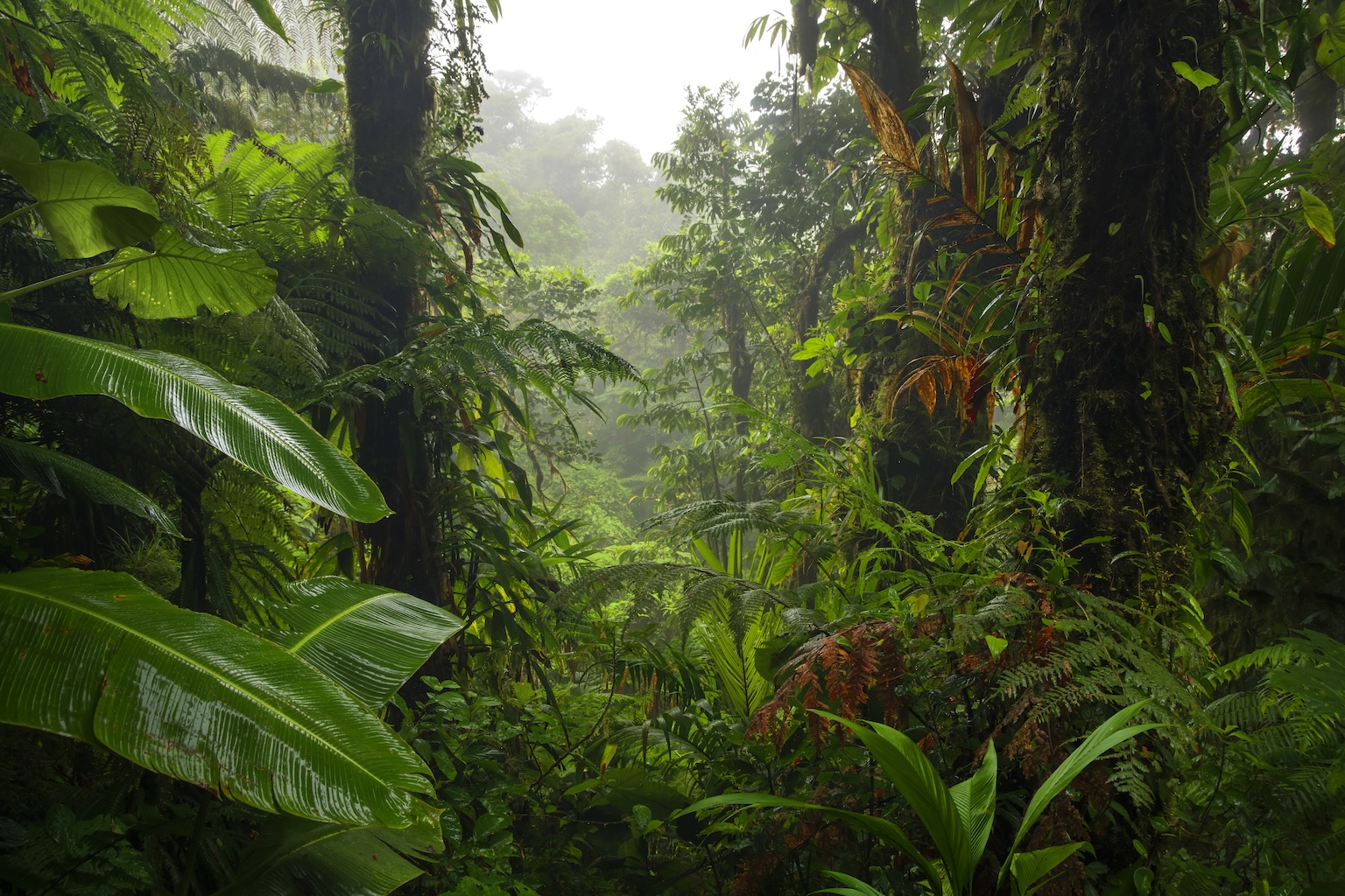 Rainforest Background