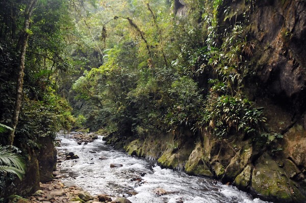 Rainforest Stream