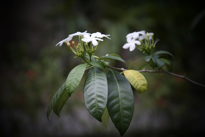 Rainforest Flower